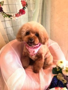 ピンクちゃん